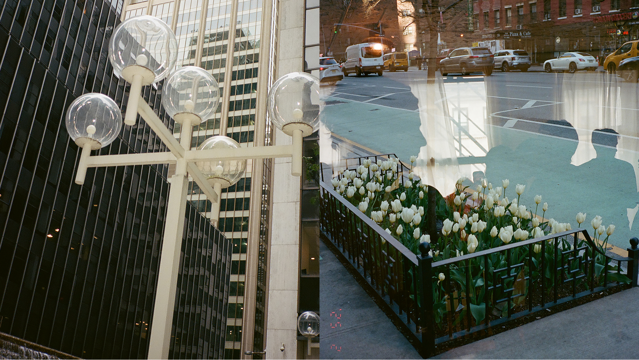 A split screen with two photos. The left side shows a street lamp with five globe-like like fixtures with a skyscraper towering behind it. On the right side a photo of a city street's street planter is filled with white tulips. A reflection from the glass over the photo reveals the profile of whoever is looking at it. 