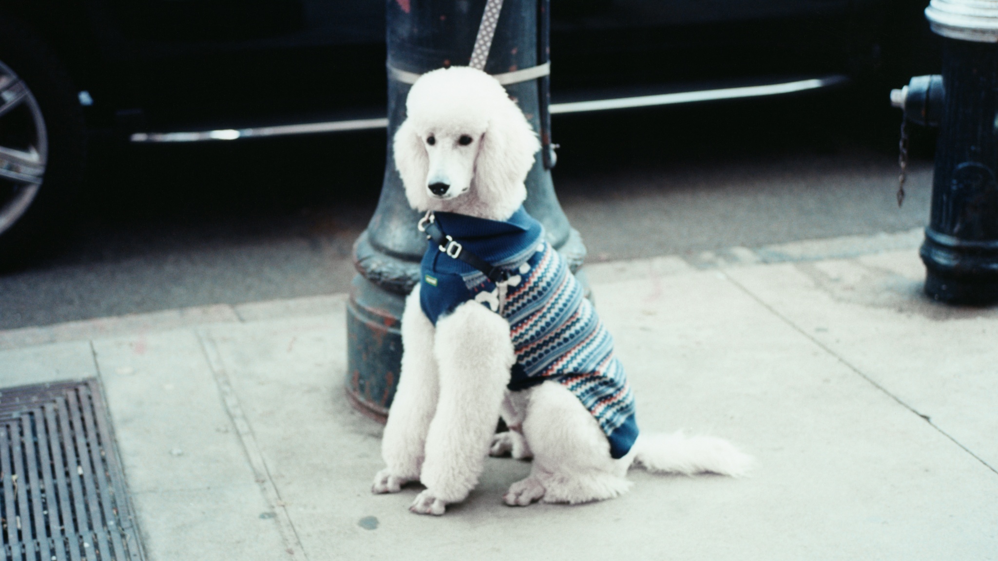 A white poodle wearing a blue sweater sitting on a street