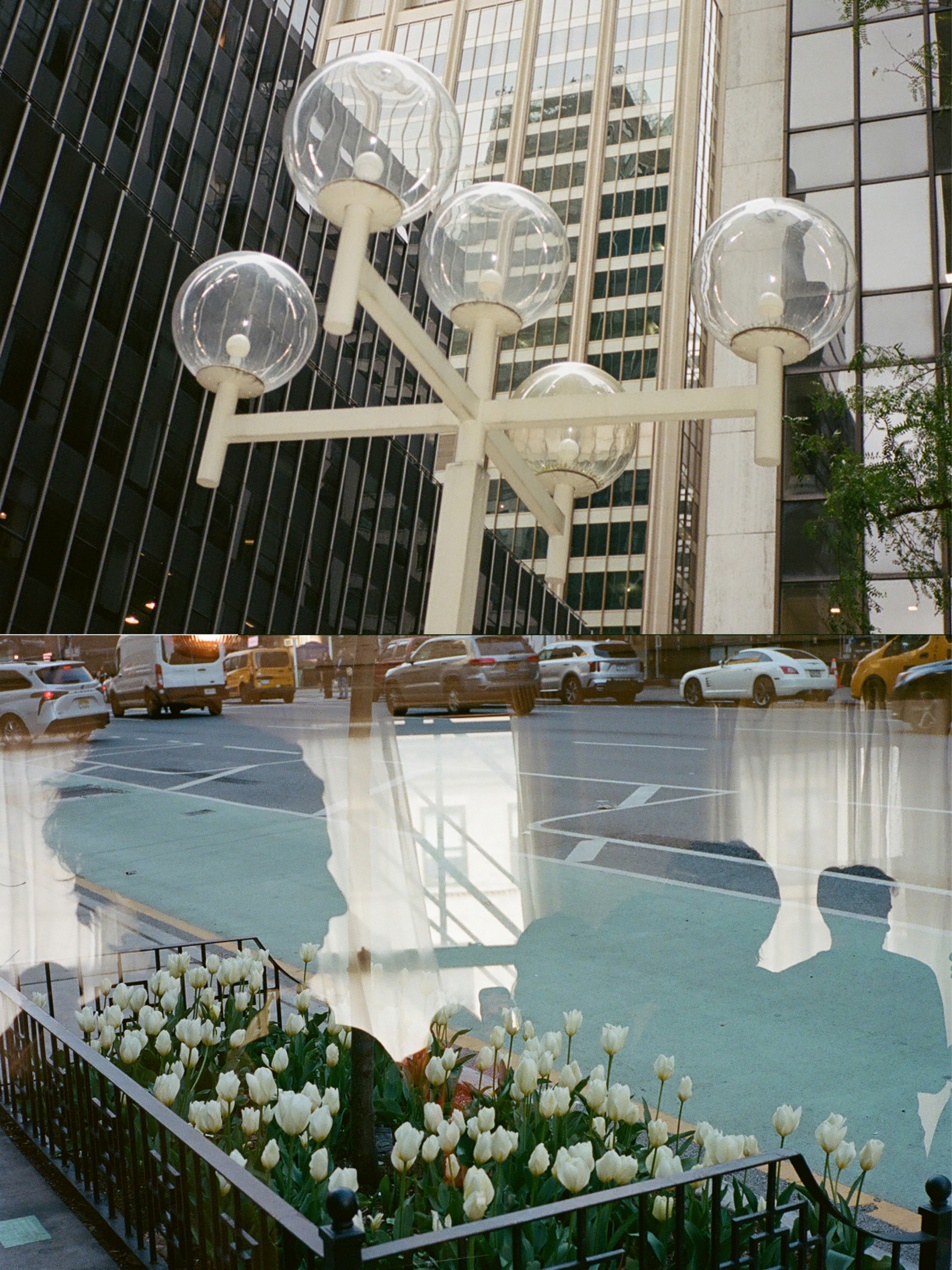 A split screen with two photos. The top half shows a street lamp with five globe-like like fixtures with a skyscraper towering behind it. In the bottom half a photo of a city street's street planter is filled with white tulips. A reflection from the glass over the photo reveals the profile of whoever is looking at it. 