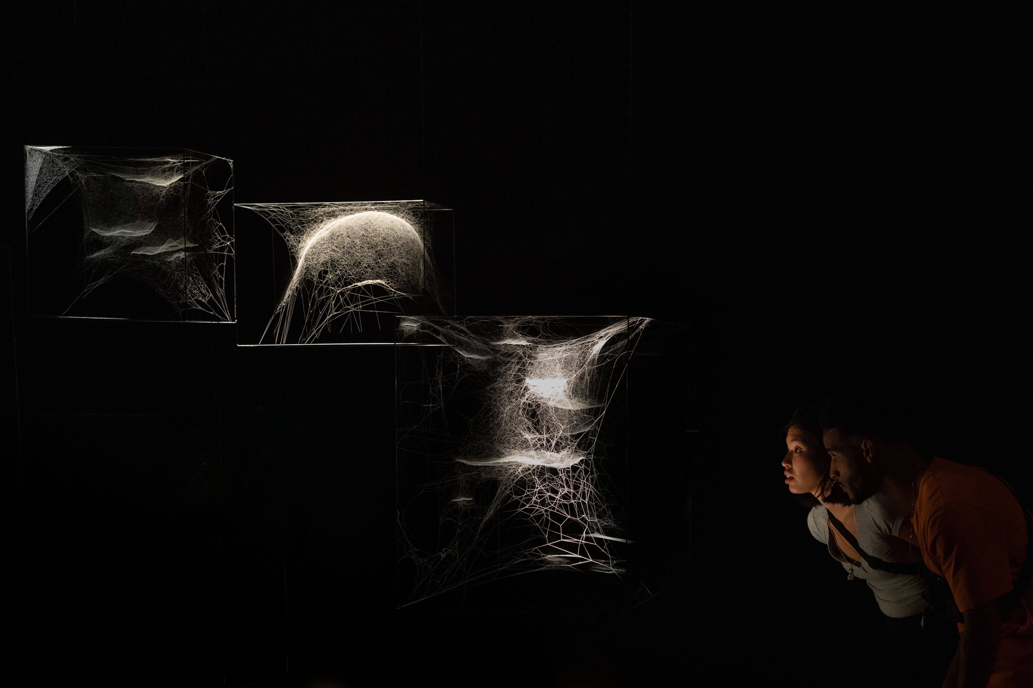 In a dark gallery, two people gaze at three complex spider webs, dramatically lit to heighten the mystery of their structure.