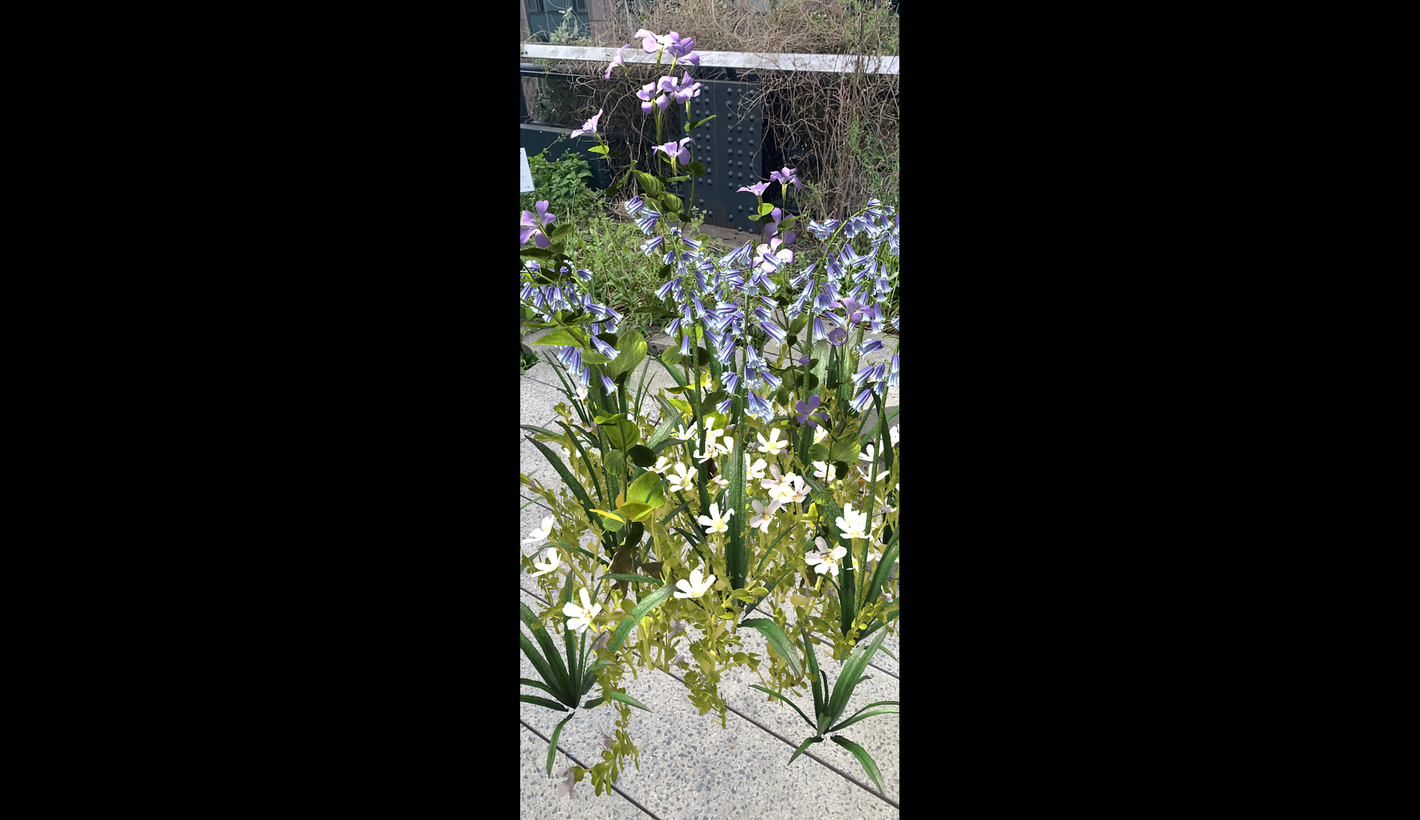 A patch of AR purple flowers sprouting up through a concrete walkway on the High Line